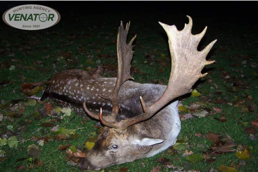 Damhirsch Trophäe — Einzeljagd Polen VENATOR