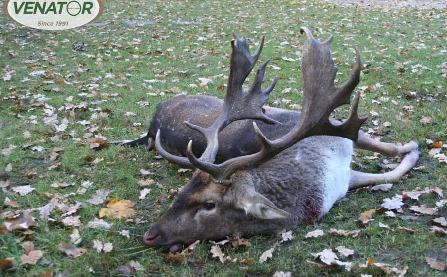 Damwild Trophäe Polen — VENATOR Jagdagentur