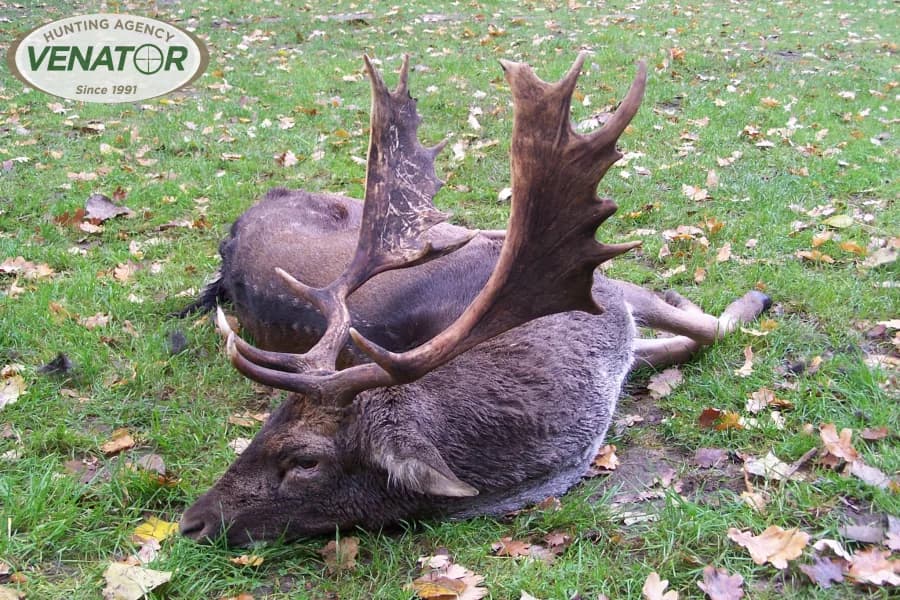 Damwildjagd in Polen - Einzeljagd auf Damhirsch