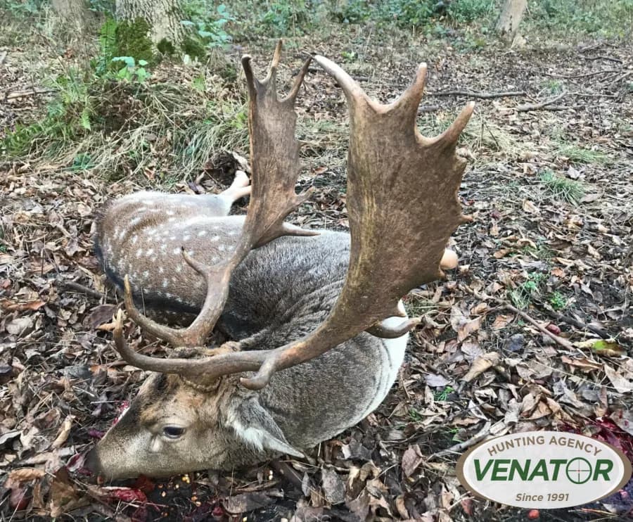 Damwild Jagd Polen — Schaufelgeweih Trophäe