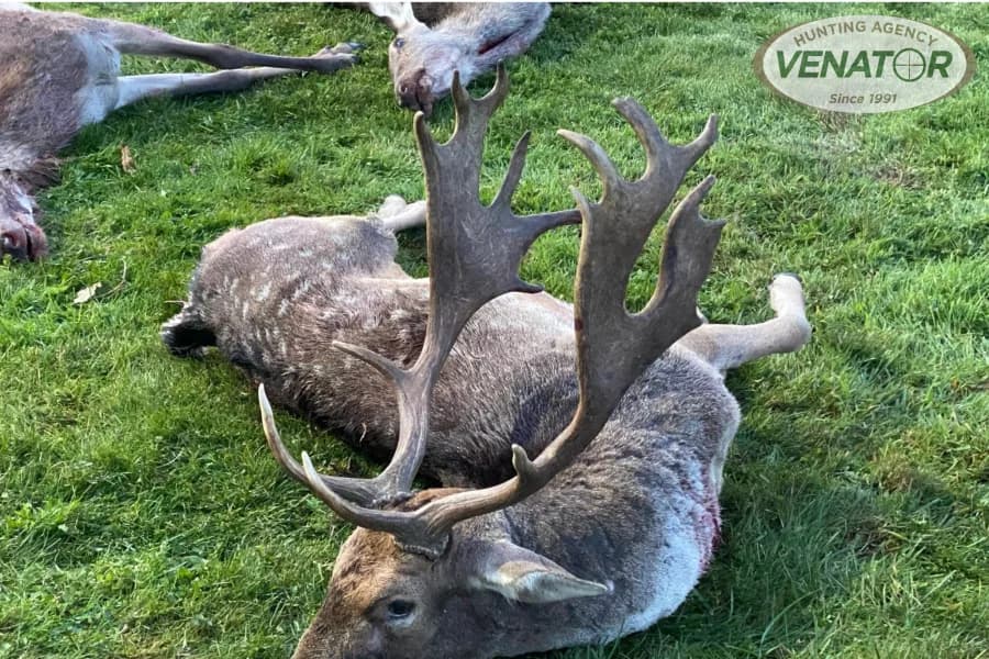 Damhirsch Abschuss Polen — VENATOR 1991