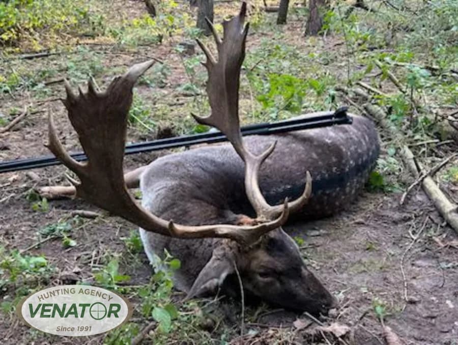 Damhirsch Einzeljagd — Polen Schalenwild