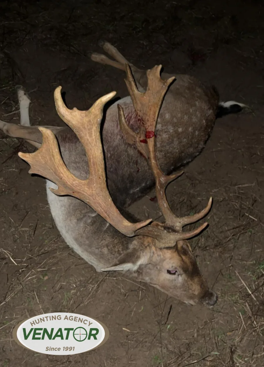 Damwild Bock Polen — Jagdagentur VENATOR