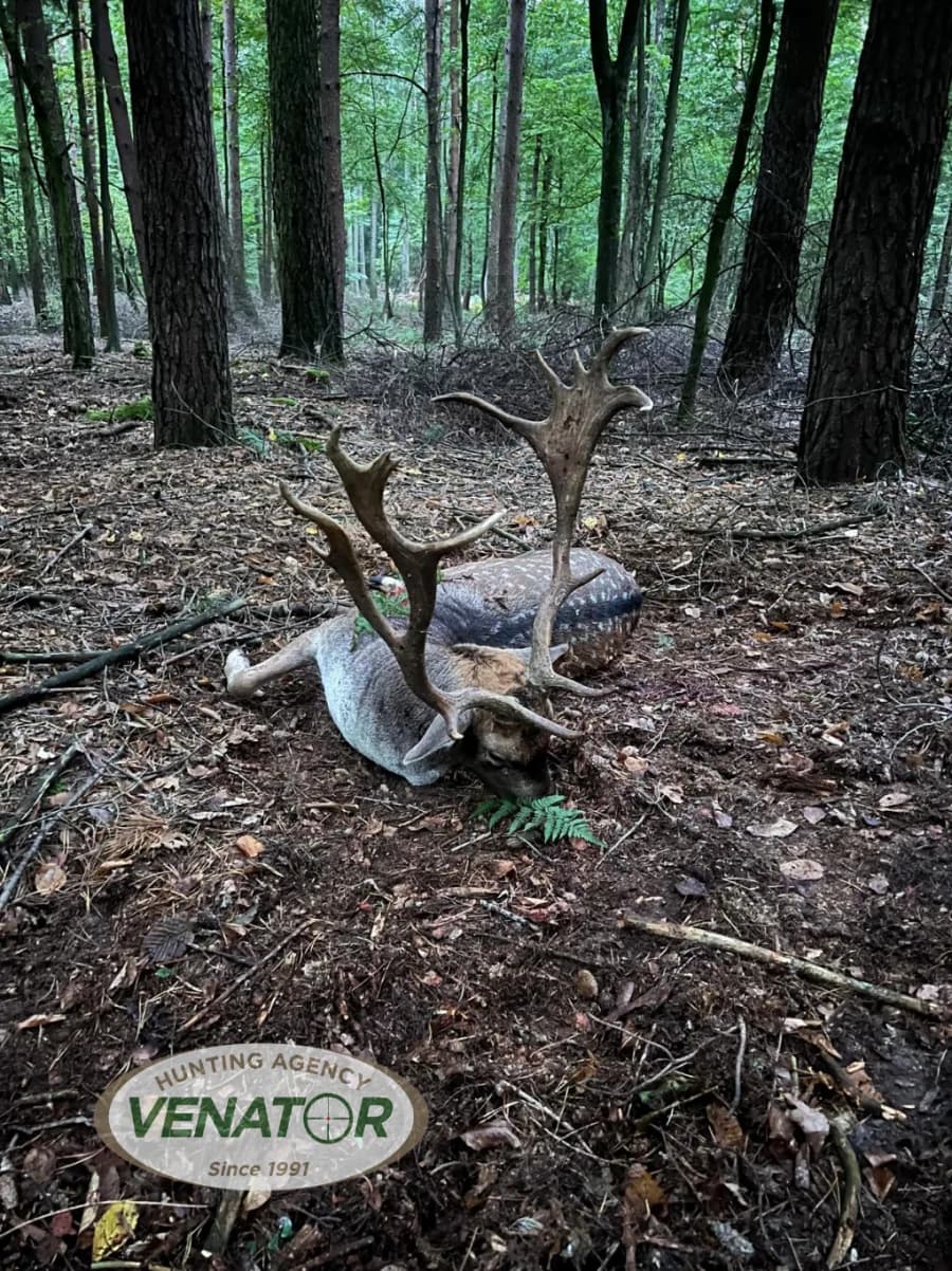 Damhirsch Trophäe Polen — Ansitzjagd VENATOR