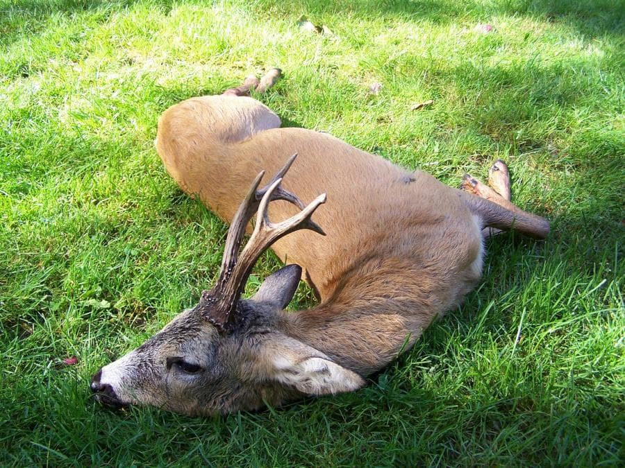 Rehwild Galerie — Jagdagentur VENATOR Polen