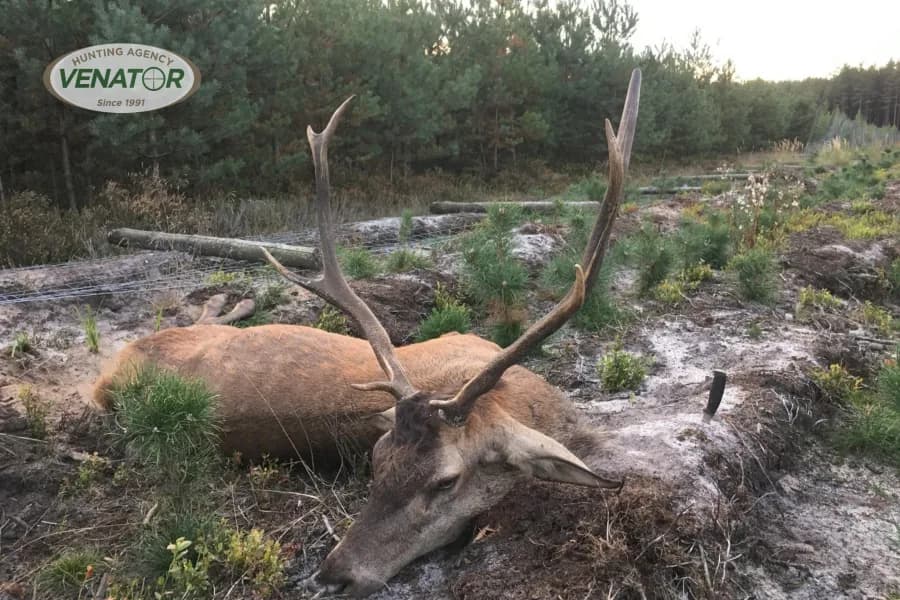 Kapitalerhirsch in polnischem Wald - Rotwildjagd Polen