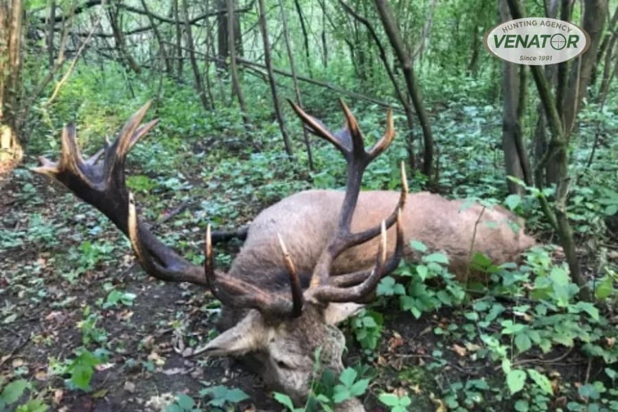 Rotwild Pirsch Polen — Jagdagentur VENATOR