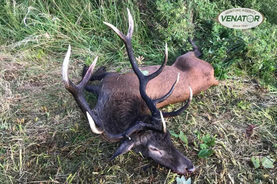 Rotwildjagd Polen - Einzeljagd auf Hirsch vom Hochstand