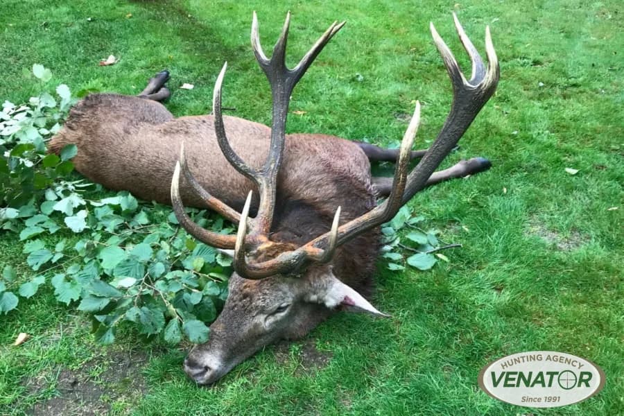 Rotwild Trophäe — Jagdreisen Polen VENATOR