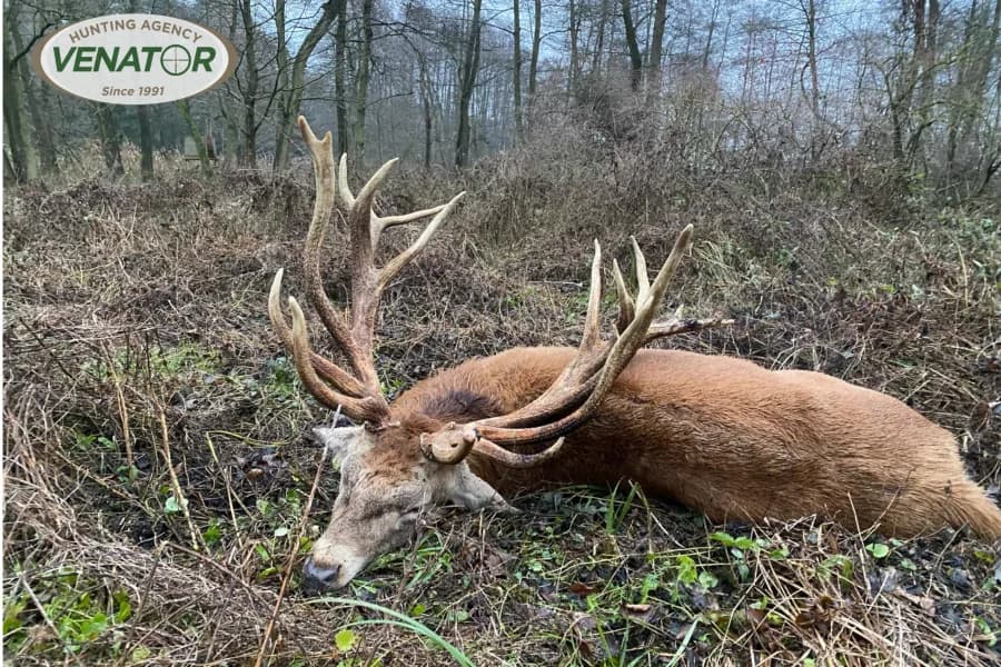 Rothirsch in polnischem Wald - Rotwildjagd Polen