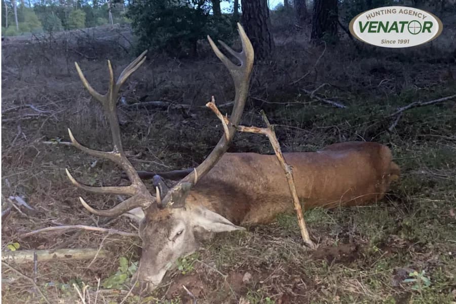 Rotwild Jagd — Pirschjagd Polen VENATOR