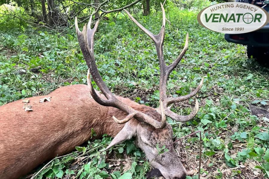 Rothirsch Geweih — Einzeljagd Polen VENATOR