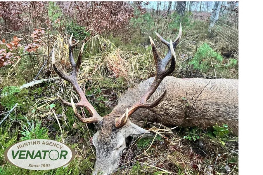 Rotwild Bock Trophäe — Polen Jagdagentur