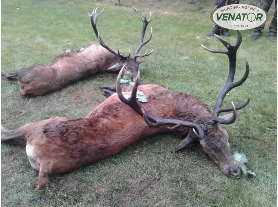 Rothirsch Abschuss Polen — Schalenwildjagd