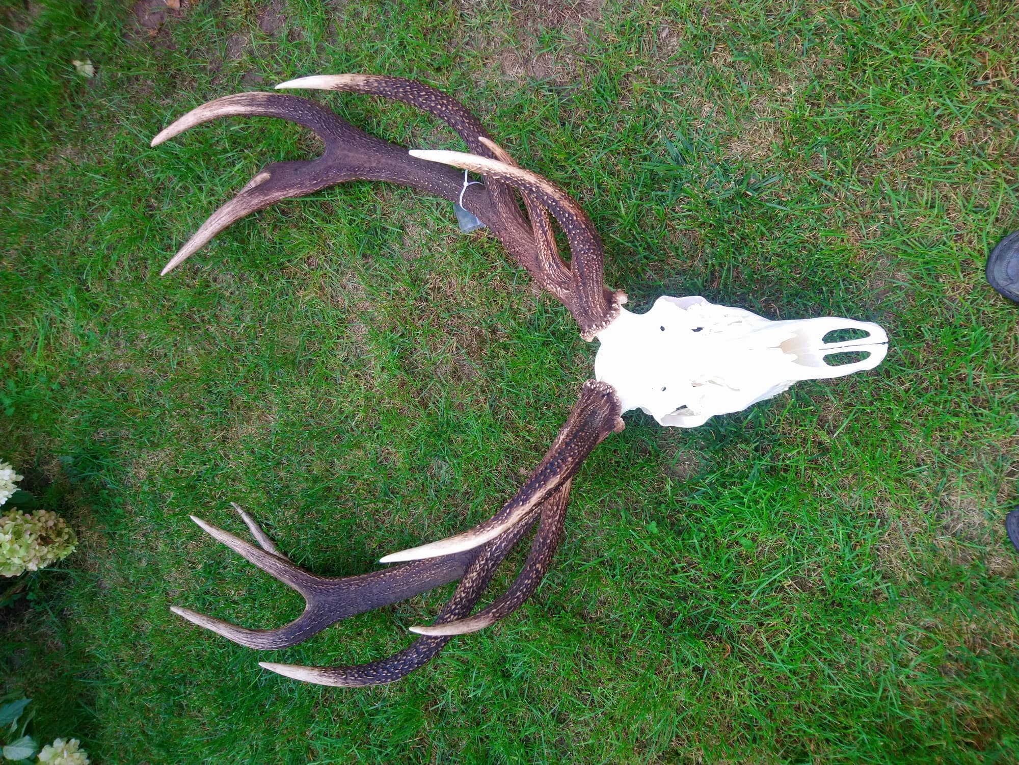 Rothirsch Geweih auf Gras — Polen VENATOR