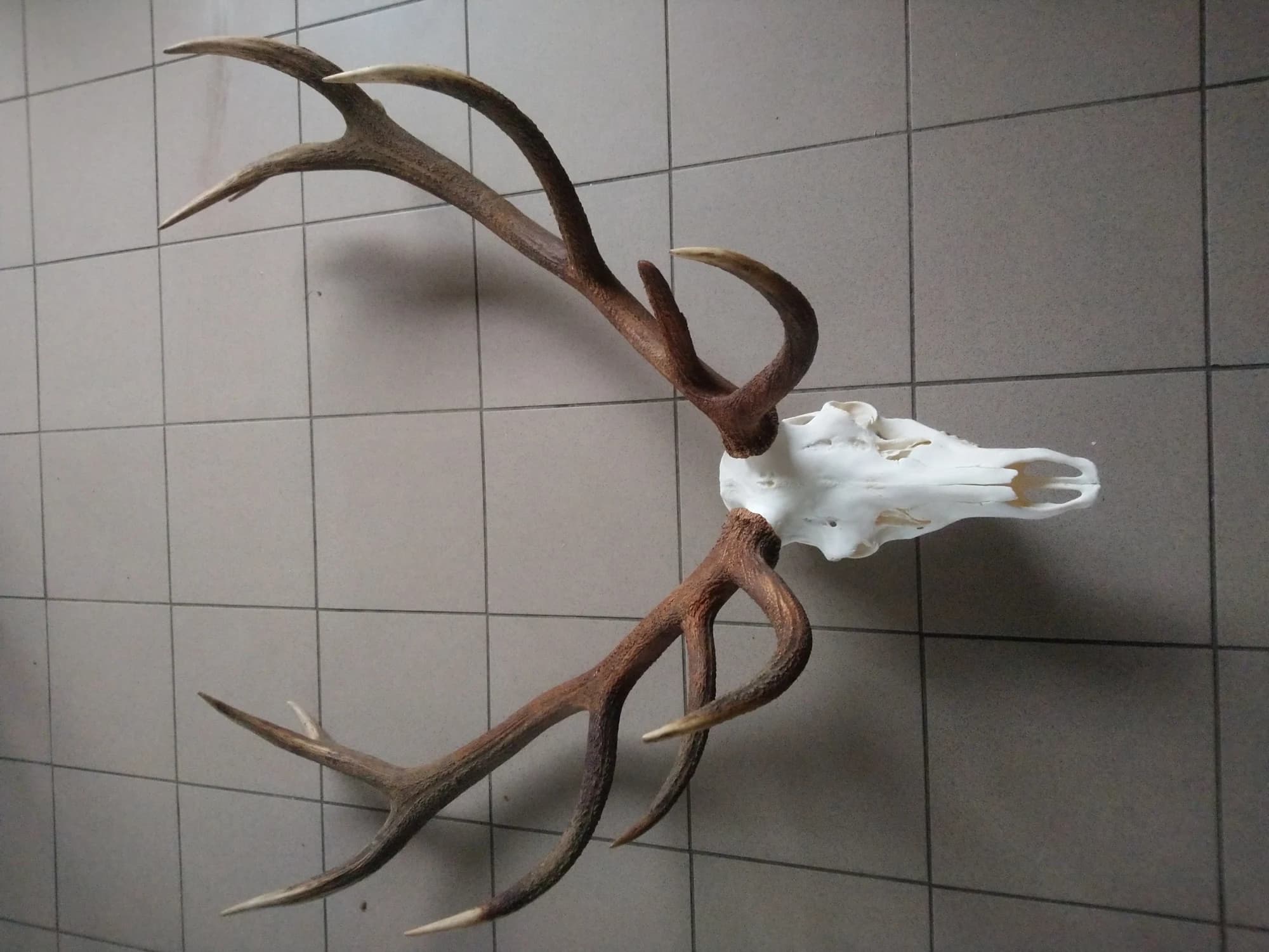 Rothirsch Schädel — Rotwildjagd Polen VENATOR