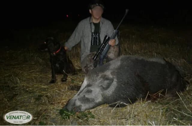 Damhirsch im Revier — Jagd in Polen VENATOR