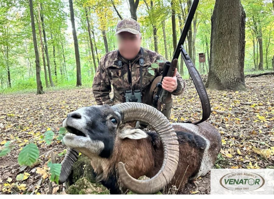 Muffelwildjagd Polen — Einzeljagd VENATOR