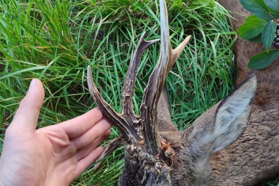 Rehbock Trophäe — Pirschjagd Polen VENATOR