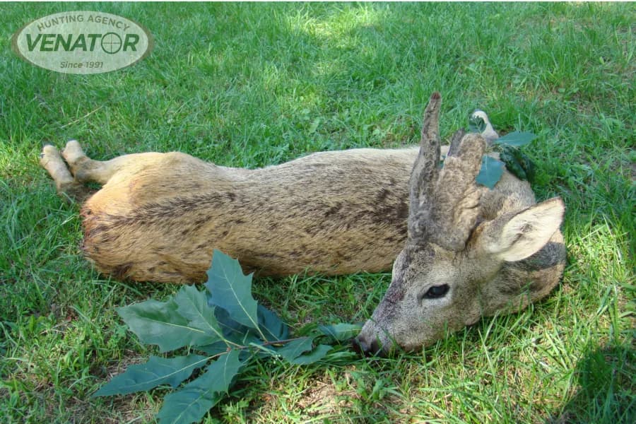 Rehwild Trophäe Polen — Jagdagentur VENATOR