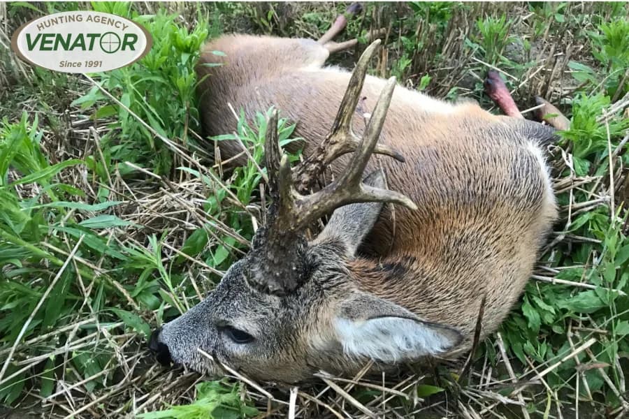 Rehwild Pirsch Polen — VENATOR Jagdagentur