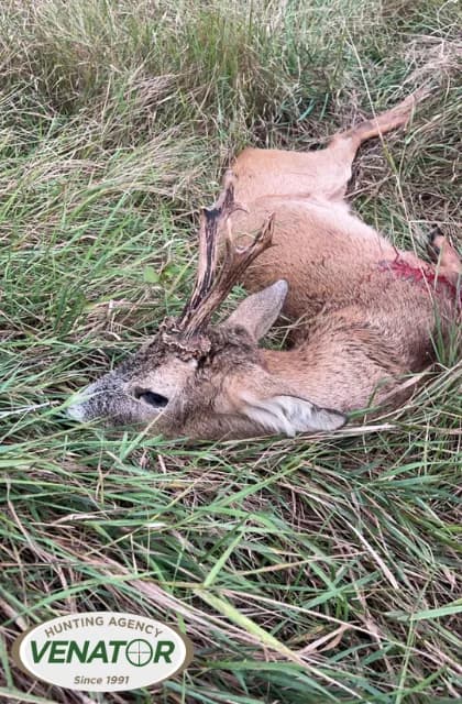 Rehbock Abschuss Polen — Schalenwildjagd