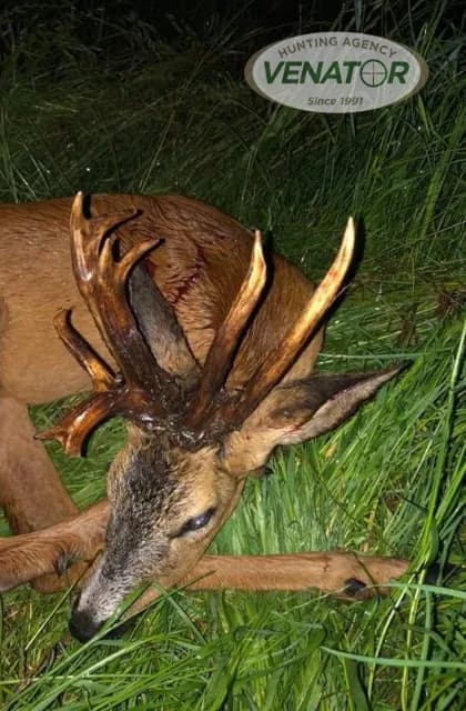 Rehbock Trophäe Polen — Pirschjagd VENATOR