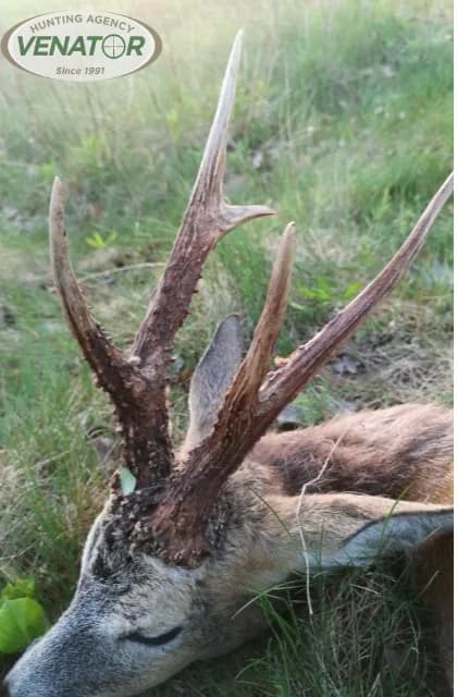 Rehbock Geweih — Pirschjagd Polen VENATOR