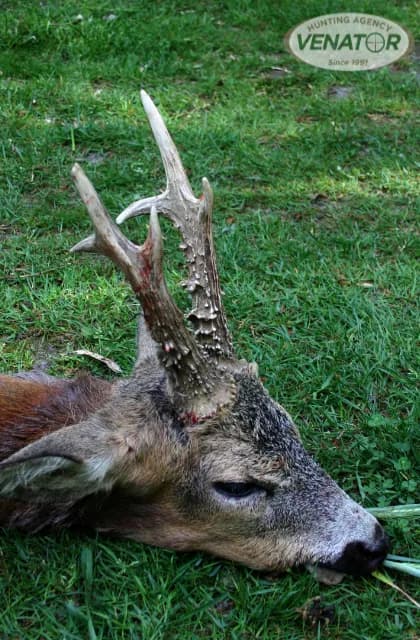 Rehwild Jagd Polen — Schalenwild Trophäe