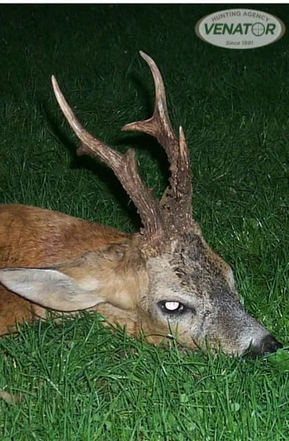 Rehwild Einzeljagd — Jagdreise Polen VENATOR