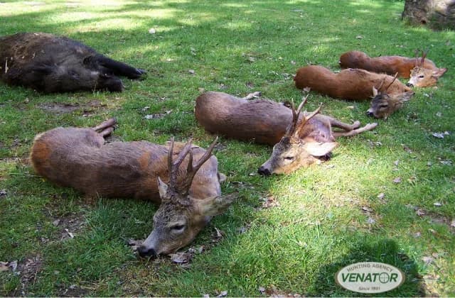 Rehwild Jagd — Polen Schalenwild VENATOR