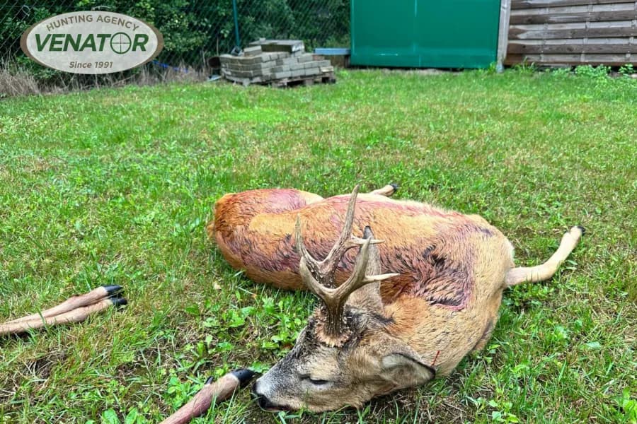 Rehbock Geweih Polen — VENATOR Jagdagentur