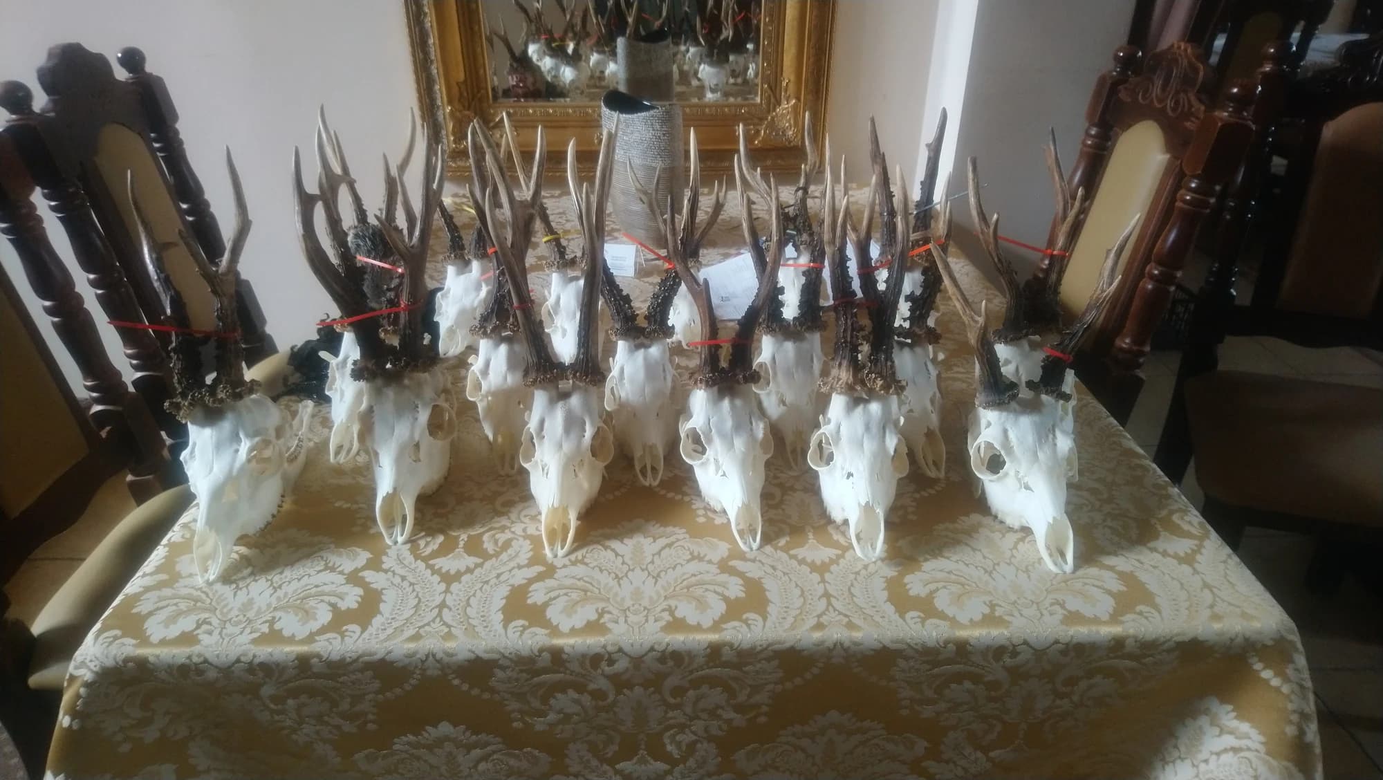 Rehbock Trophäensammlung — Pirschjagd Polen VENATOR