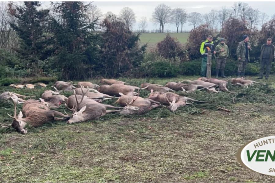 Drückjagd in Polen - Strecke nach der Gesellschaftsjagd