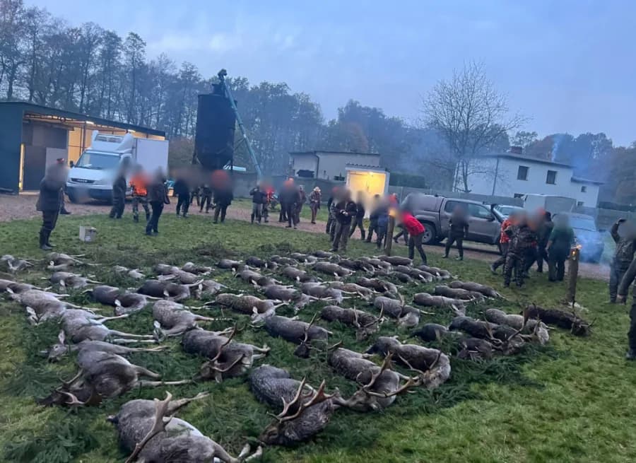 Drückjagd Treiber — Polen VENATOR Jagdagentur