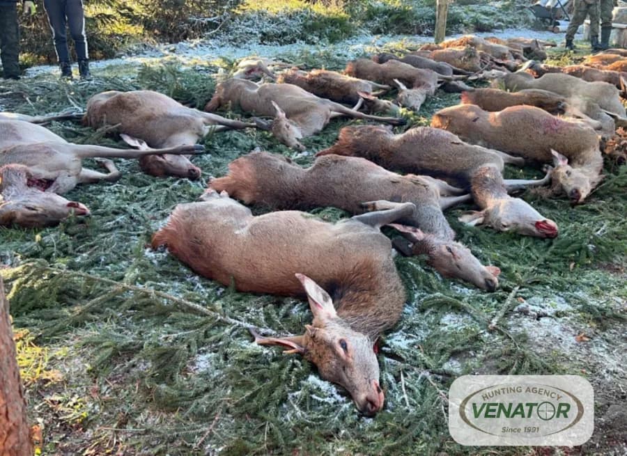 Drückjagd Abschuss — Polen Jagdreise seit 1991