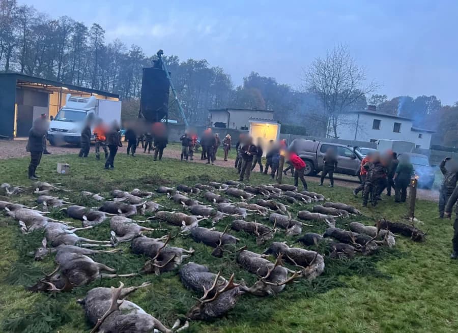 Großes Streckelegen — Drückjagd Polen VENATOR