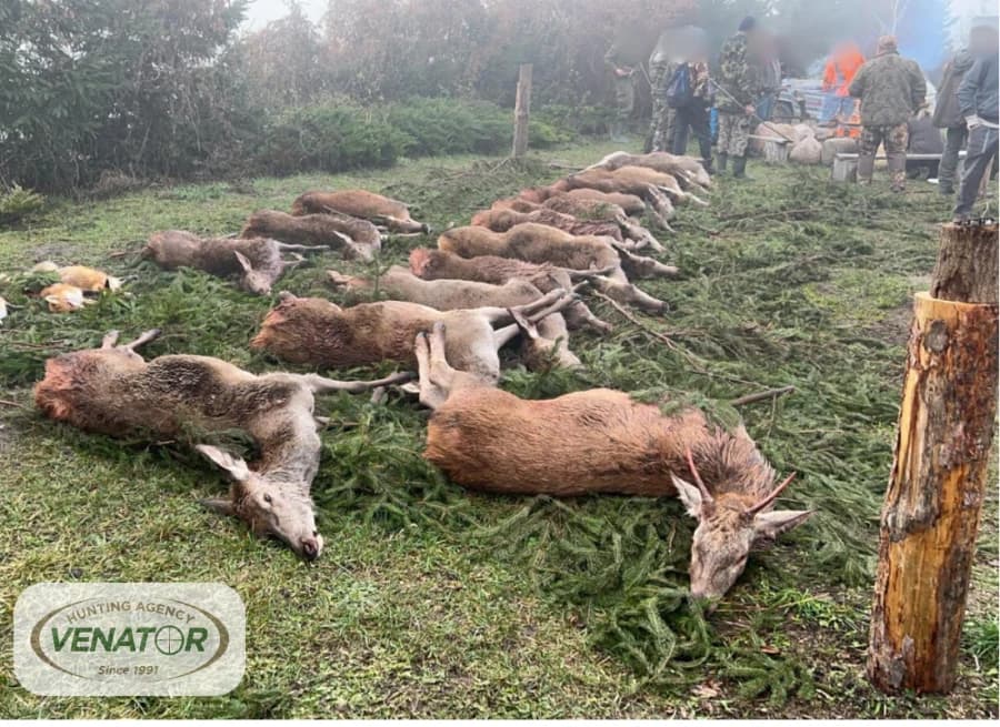 Drückjagd Polen Strecke — Jagdagentur VENATOR
