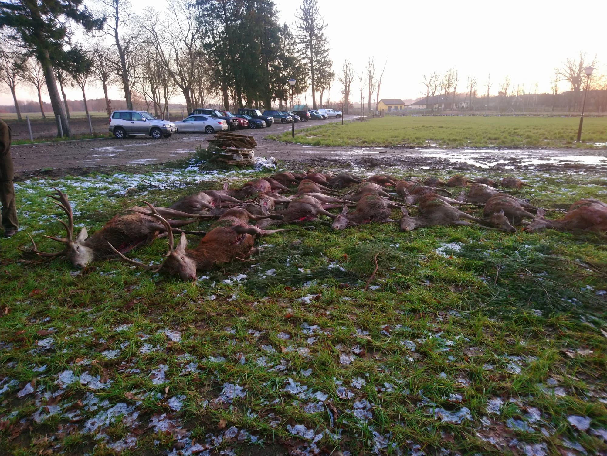Drückjagd Strecke bei Dämmerung — VENATOR Polen